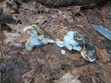 Gyroporus cyanescens image