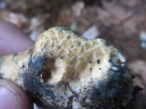 Gyroporus cyanescens image