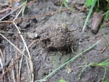 Gyroporus cyanescens image