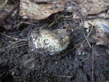 Gyroporus cyanescens image