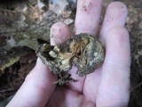 Gyroporus cyanescens image