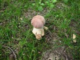 Tylopilus rubrobrunneus image