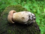 Tylopilus rubrobrunneus image