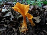 Craterellus odoratus image