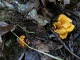 Craterellus odoratus image