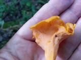 Craterellus odoratus image