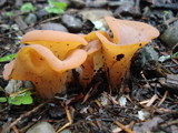 Guepinia helvelloides image