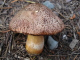 Suillus lakei image