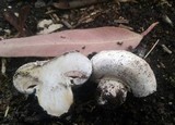 Agaricus bitorquis image