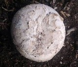 Agaricus bitorquis image