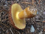 Suillus lakei image