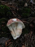 Xanthoconium purpureum image