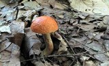 Boletus longicurvipes image