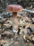 Tylopilus ferrugineus image