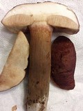 Tylopilus ferrugineus image