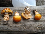 Tricholoma focale image