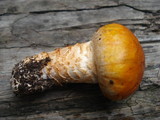 Tricholoma focale image