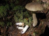 Leccinum holopus image