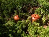 Cortinarius bolaris image