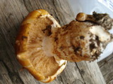 Tricholoma focale image