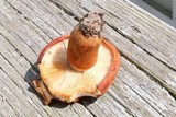 Tricholoma aurantium image