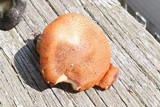 Tricholoma aurantium image