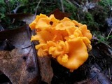 Craterellus odoratus image