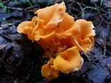 Craterellus odoratus image