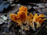 Craterellus odoratus image