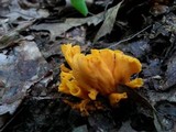 Craterellus odoratus image