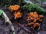 Craterellus odoratus image