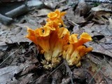 Craterellus odoratus image