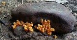 Craterellus odoratus image