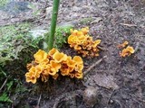 Craterellus odoratus image