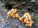 Craterellus odoratus image