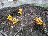 Craterellus odoratus image