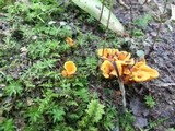 Craterellus odoratus image