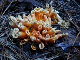 Craterellus odoratus image