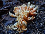 Craterellus odoratus image