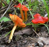 Hygrocybe acutoconica image