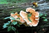 Laetiporus cincinnatus image