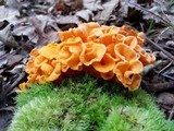 Craterellus odoratus image