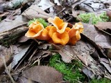 Craterellus odoratus image