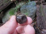 Hymenoscyphus fructigenus image