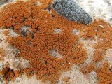 Xanthoria elegans image
