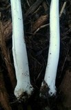 Coprinellus flocculosus image