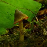 Humidicutis marginata var. olivacea image