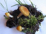 Image of Inocybe aurea