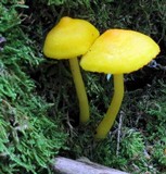 Humidicutis marginata image