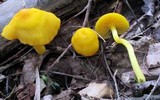 Humidicutis marginata var. concolor image